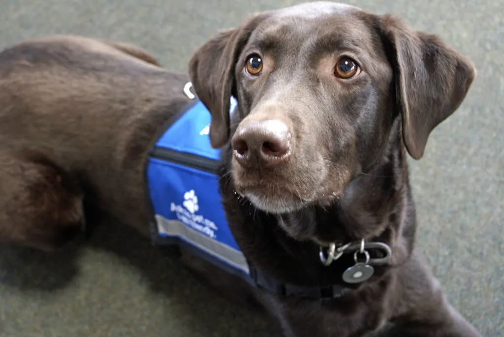 The Correlation Between Dogs and Improved Mental Health